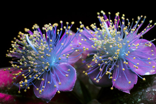 conspectusargosy:  Small white Mock Orange flowers photographed in ultraviolet-induced visible fluorescence (UVIVF).