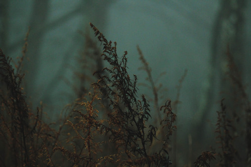 wisemountainphotography: In the emerald mist Credit | Main Blog | Flickr
