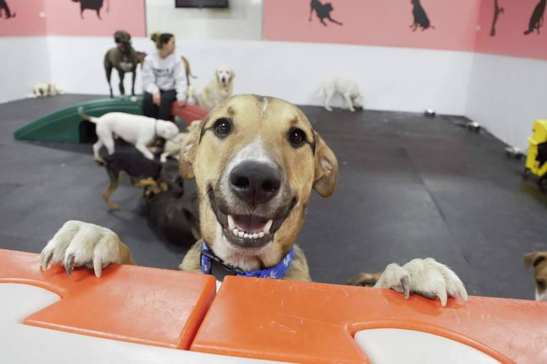 Puppies And Dogs Fangasm