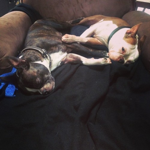 Bum city #bostonterrier #bostonterriers #sleepingbeauties