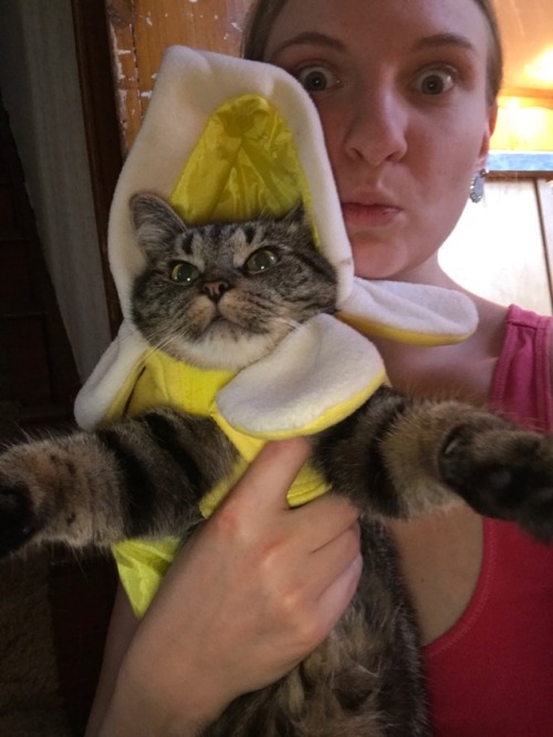 lucifurfluffypants:coolcatgroup:Princess Tigerbelle is ready for Halloween! She’s a banana split sun