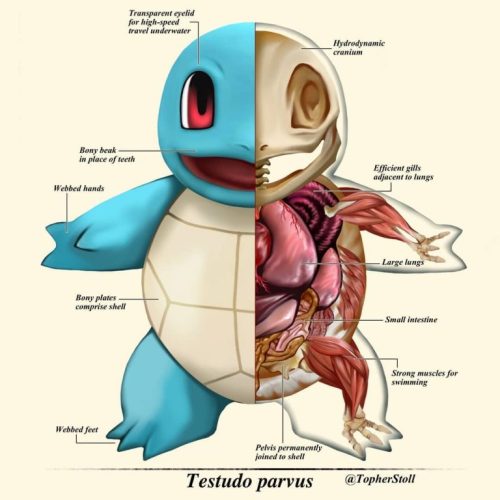 Pokemon Anatomy by  Christopher Stoll (@topherstoll)