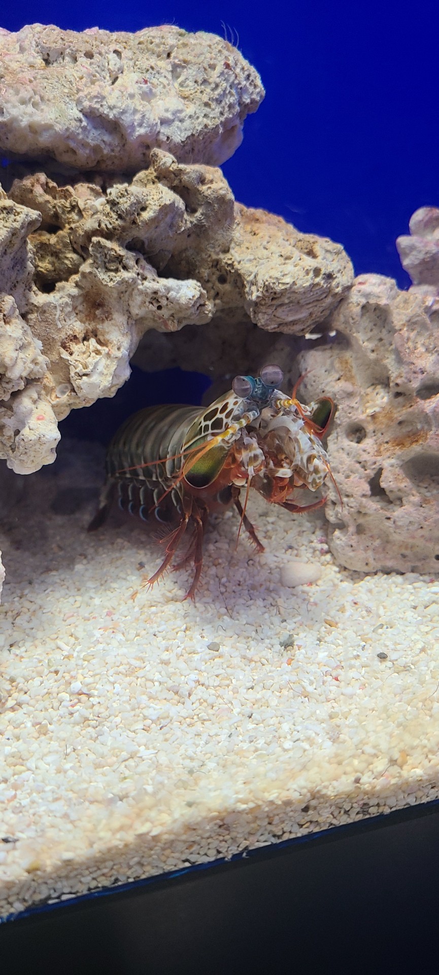 Porn photo shrimp-propaganda:mantis shrimp mantis shrimp