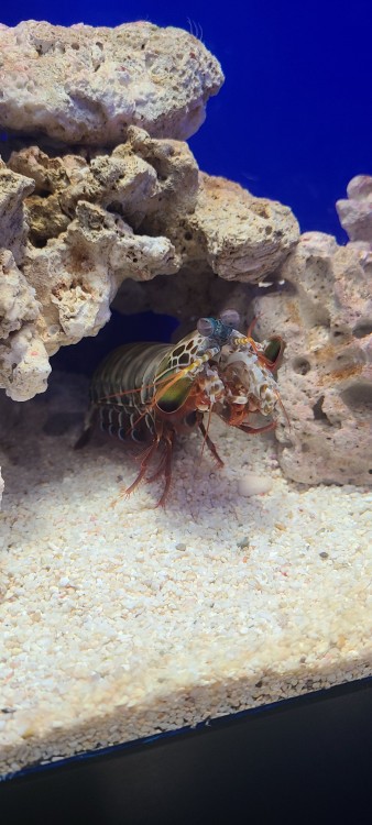 Porn shrimp-propaganda:mantis shrimp mantis shrimp photos