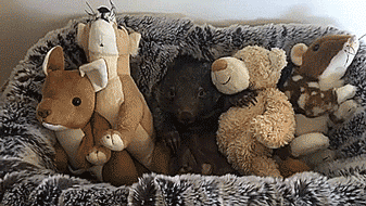 thenatsdorf:At home with a baby wombat. [full video]