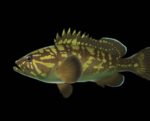 Juvenile Dusky grouper. Developed together with the illustration of an adult, which was used for mor