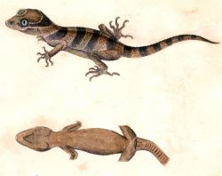 biomedicalephemera:  Top - Malayan Forest Gecko (Cyrtodactylus pulchellus)  Center/Bottom - Crested Gecko (Correlophus ciliatus)  Why do geckos (and some other terrestrial lizards) lick their eyeballs? Wouldn’t you, if you could? I sure would. Other