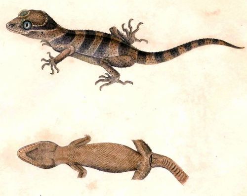 biomedicalephemera:  Top - Malayan Forest Gecko (Cyrtodactylus pulchellus)  Center/Bottom - Crested Gecko (Correlophus ciliatus)  Why do geckos (and some other terrestrial lizards) lick their eyeballs? Wouldn’t you, if you could? I sure would. Other