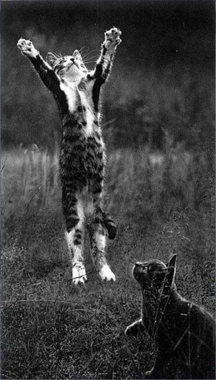 fuckyeahvintage-retro:  Finland, 1973 © Pentti Sammallahti  “i think i’ll try defying gravity”