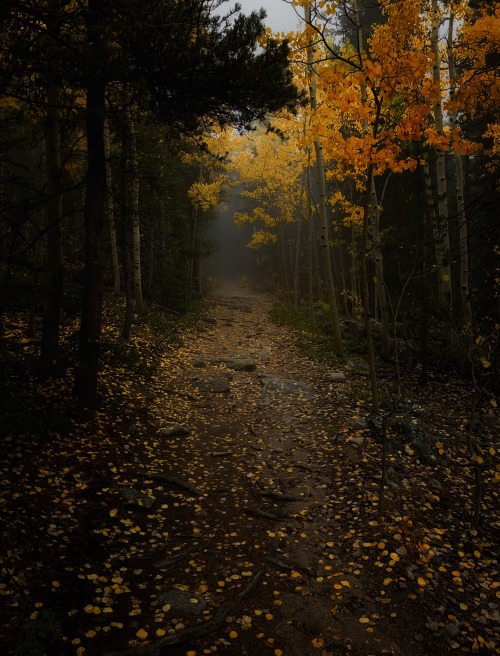 Misty Autumn Walks In The Gold-dusted Pines.