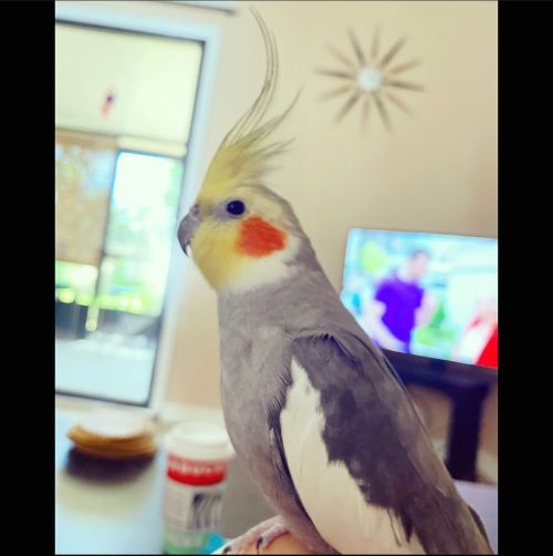 Pretty boy #bird #birds #cockatiel #cockatiels #pet #pets #beau #dodo #babybird #cockatielsofinstagr