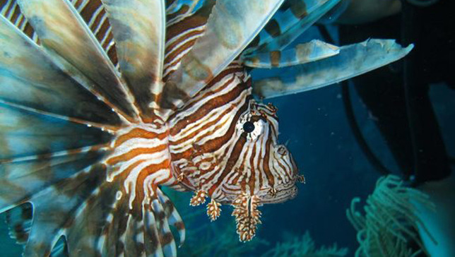 The Terminators of the high seas: Lionfish’s ruthless killing alarms scientists
The lionfish has proven a successful invasive species due to its venomous spikes, high rate of reproduction, and their willingness to eat everything in their path.