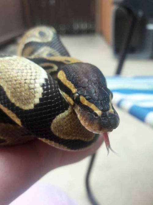 glitterslither: Some of my faves from her photo-snoot today!!