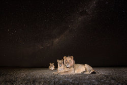 nubbsgalore:  under a starry serengeti night