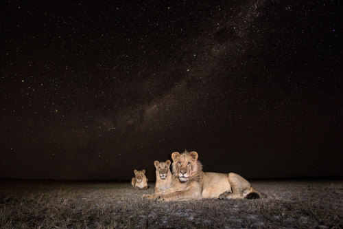 nubbsgalore:  under a starry serengeti night sky. photos by will burrard lucas, who employs both camera traps and a dslr camera mounted to a small remote controlled buggy to capture these photos.  