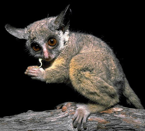 cool-critters:Mohol bushbaby (Galago moholi)The mohol bushbaby is a species of primate in the Galagi