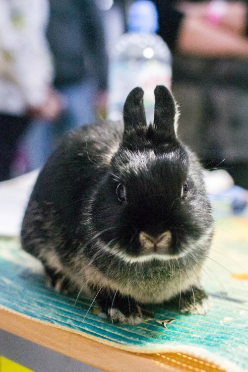 I See That Tumblr Loves Rabbits) I Was A Photographer At A Fluffy Exhibition, So Enjoy It)