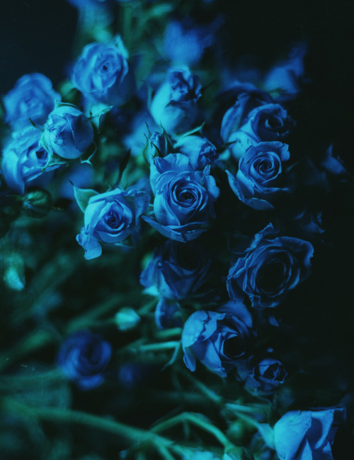 skaistieziedi:Flowers © Zamira Sozieva