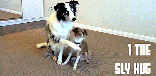 dailygiffing:  Dogs Demonstrate 5 Types of Hugs for Valentine’s Day 