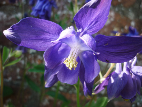 Aquilegia (columbine), mixed varietiesMay 2016