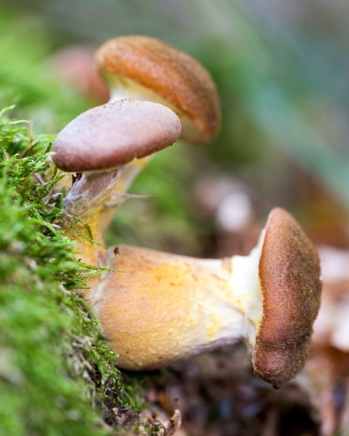 Mushrooms #mushroom #fungi #pilze #fungus #makrofotografie #makrophotography #fotografie #photograph