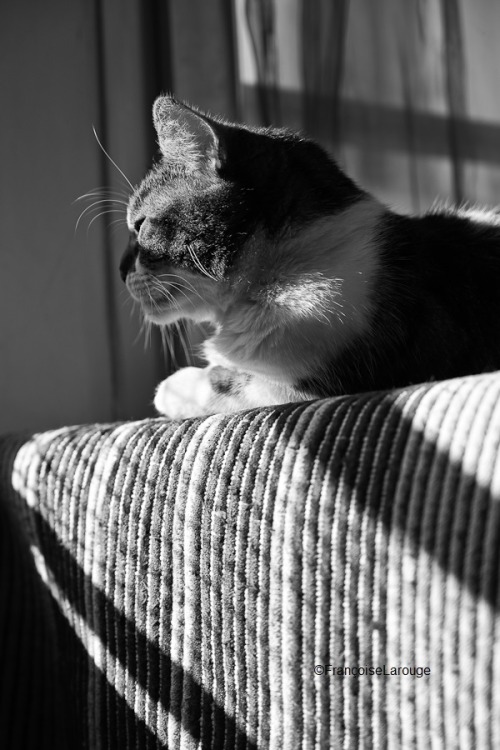  Le chat du samedi 16 avril2022©FrançoiseLarouge 