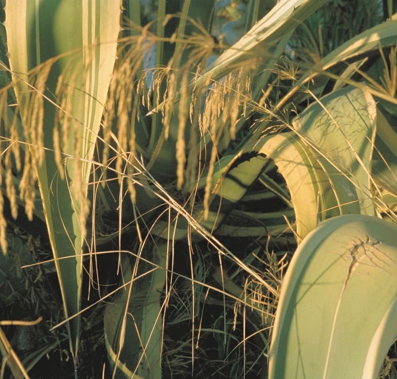 nothing better than what nature has created. 🌱 (hier: Zürcher Hochschule der Künste ZHdK)
https://www.instagram.com/p/CFpEQAEjTjp/?igshid=134esuqk34i1o