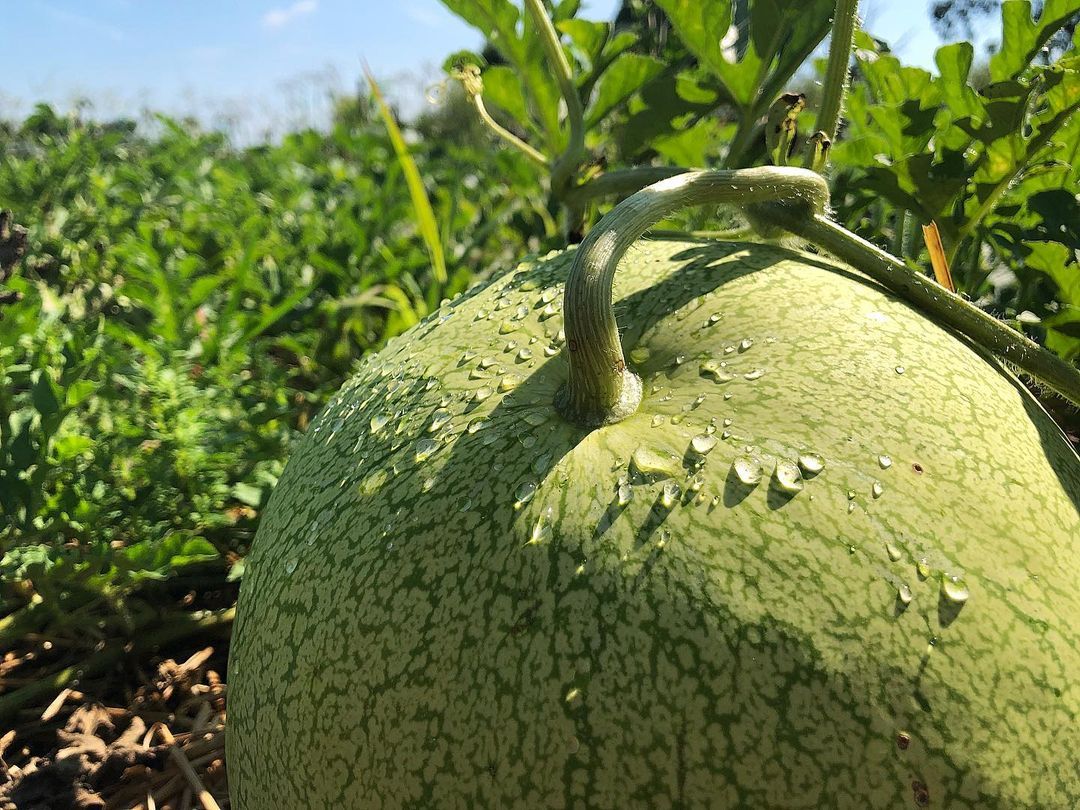 Odell’s White Watermelon, sizing up, with morning dew.
Odell’s Large White Watermelon fruits are gigantic with sweet, pink, juicy flesh, light green skin, and white seeds (though not very many). The rinds are tender, almost as sweet as the flesh, and...