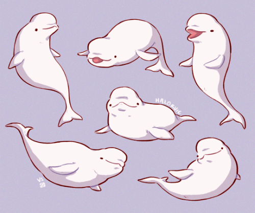 Belugas for your dash