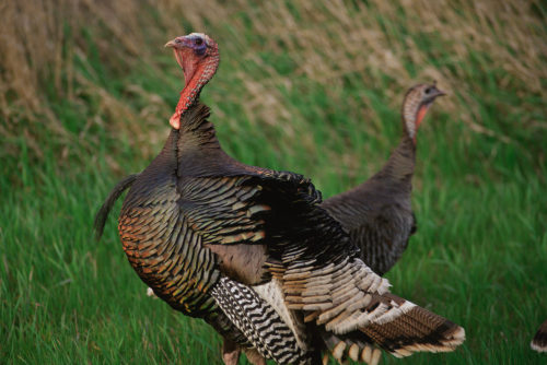 sitting-on-me-bum: Wild turkey (Meleagris gallopavo) roam the grassland woodland and prairie in the 