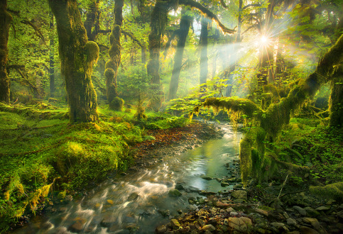 creepypurpleelves: Spirit Garden by Marc Adamus