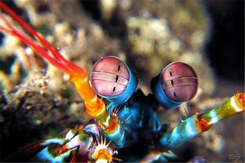 lisawang:Mantis Shrimp