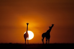 Sunset On The Serengeti