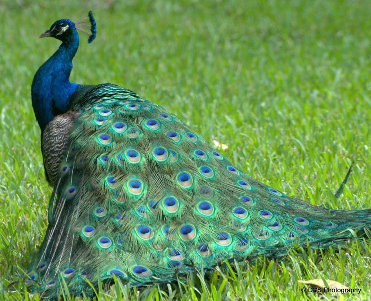 paintbypixels:  Peacock
