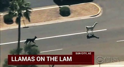 freakinmilkonthatshizz: llamas gone wild
