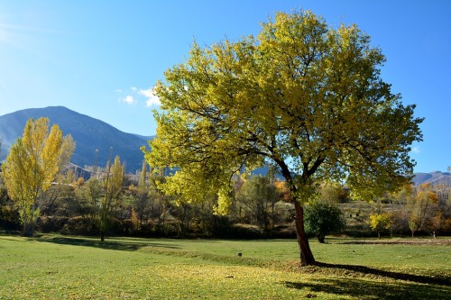 dry leaves