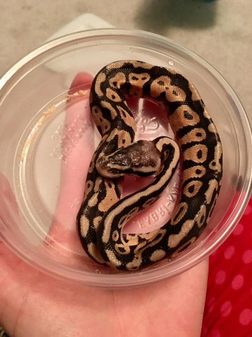 hearts-of-fire:My newest rehabilitation project. He’s very thin but not a lost cause yet. He’s been 