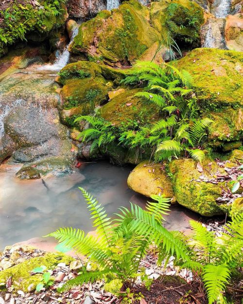 Serenity.#columbio #wandering #green #life(at Fekung Bula Falls)https://www.instagram.com/p/CJpGIFXl