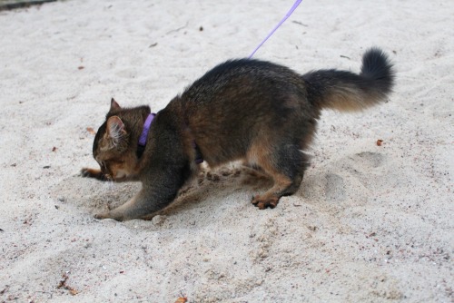 x-file:catazoid:  As promised, here are some pictures of Lyalya’s first walk outside! Look at the bushy little squirrel tail :D the sandpit was her favorite spot! She was extremely excited and threw sand all over the place  this is a fucking squirrel.