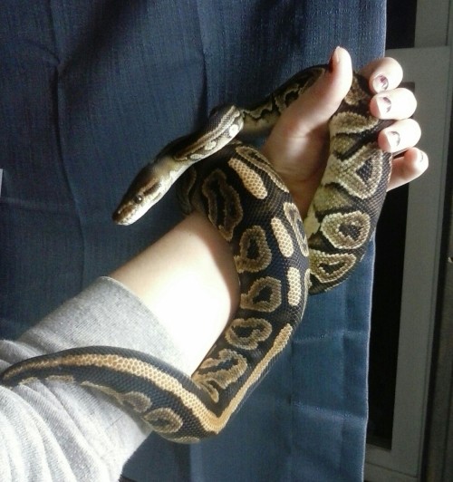 eublepharis-nerdularius: Simone when Boyfriend bought her back in March, and Simone now.