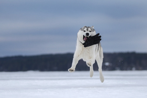 expressions-of-nature:  by Andrei Ershov