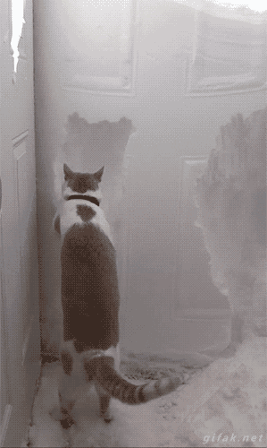 gifak-net:  video: Cat Helps Clear Snow