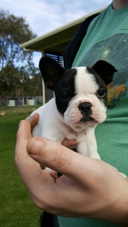 We&rsquo;ve been looking for a little friend for our Eddie and today i met a perfect little girl