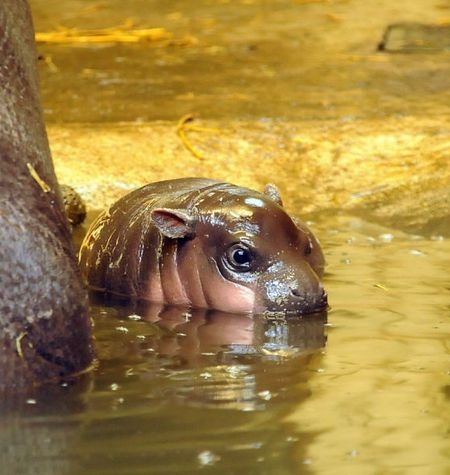 rosarrie:baby hippo