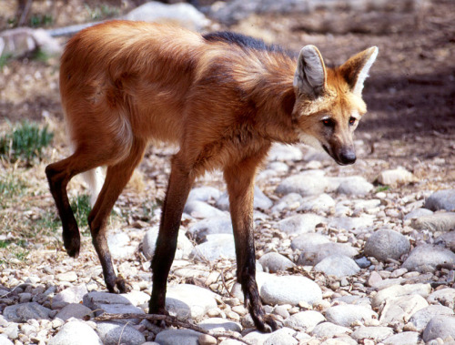 thegreenwolf:  deermary:  The Maned Wolf adult photos