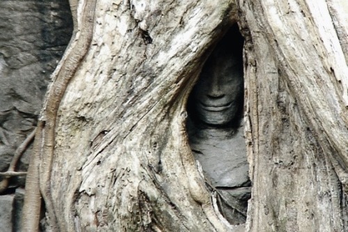 zkou:Ta Prohm, Angkor, Cambodia. Compared to the other Angkorian temples this one has been left fair