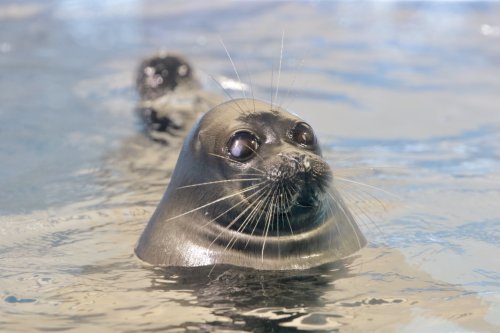 slushyseals: 彦にゃん@Spotted_Seal_ Characteristics of Baikal Seal “Big eyes”