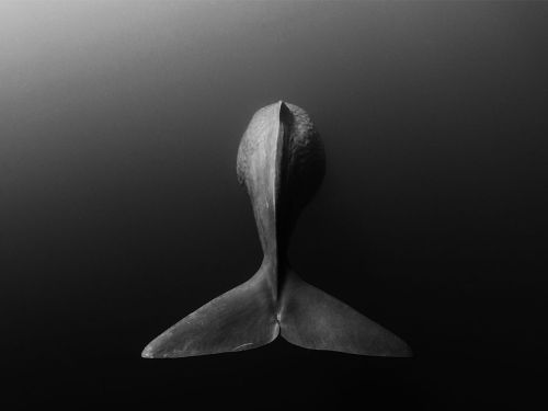 littlelimpstiff14u2:Whale of a TailPhotograph by Shane Gross, National Geographic Your ShotA sperm w