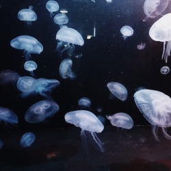 flohuwer:  absolutely love aquariums