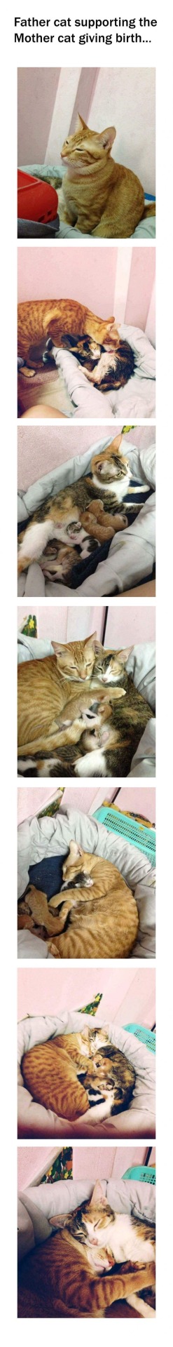 awwww-cute:  Cat feels (Source: http://ift.tt/2rqahez)